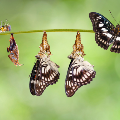 Life in the Chrysalis and How to Support Yourself Through It